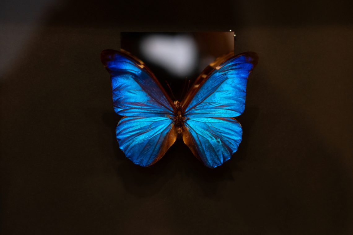 v@1_Homepage_Schmetterling